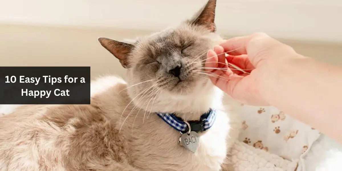 10 Easy Tips for a Happy Cat