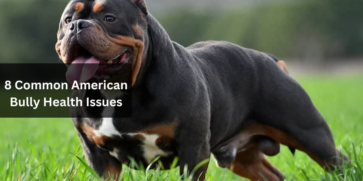 8 Common American Bully Health Issues