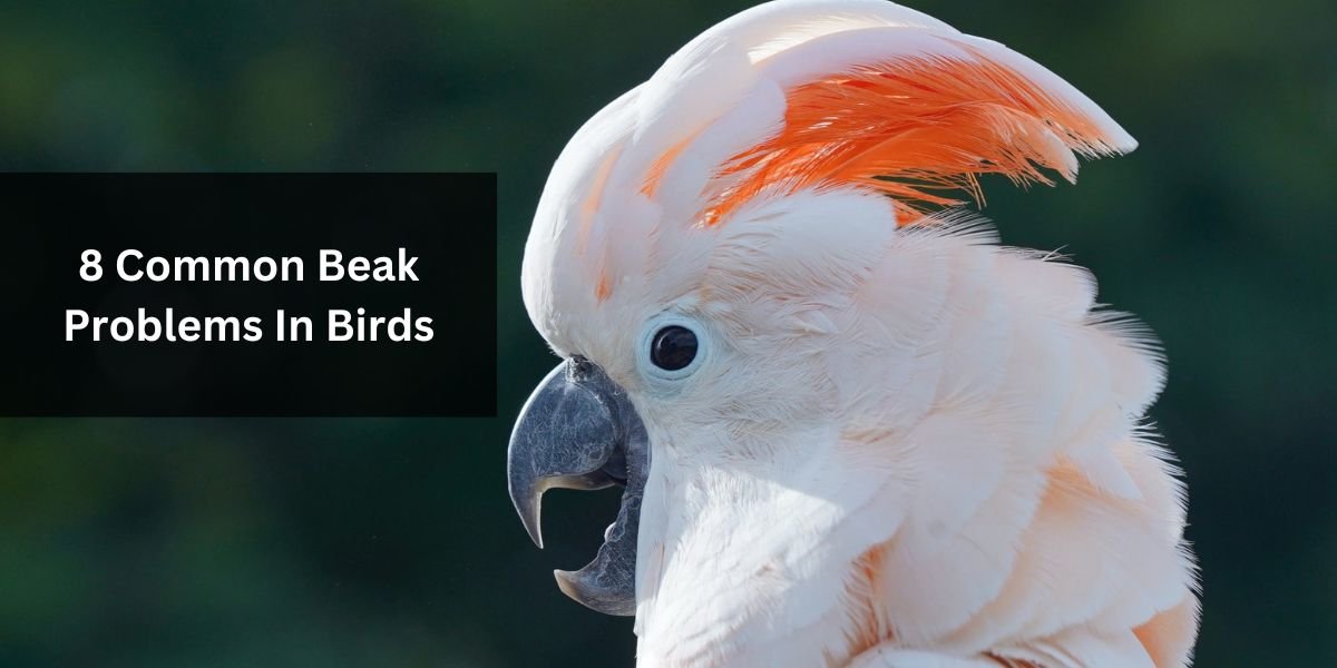 8 Common Beak Problems In Birds