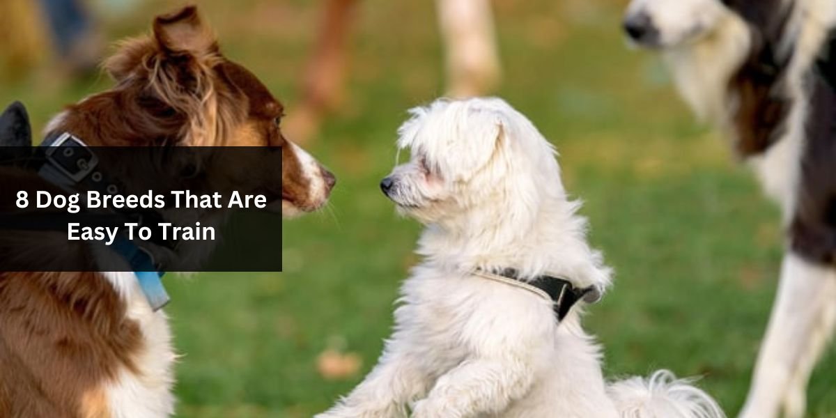 8 Dog Breeds That Are Easy To Train