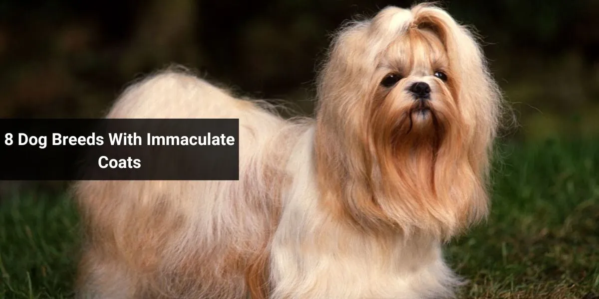 8 Dog Breeds With Immaculate Coats