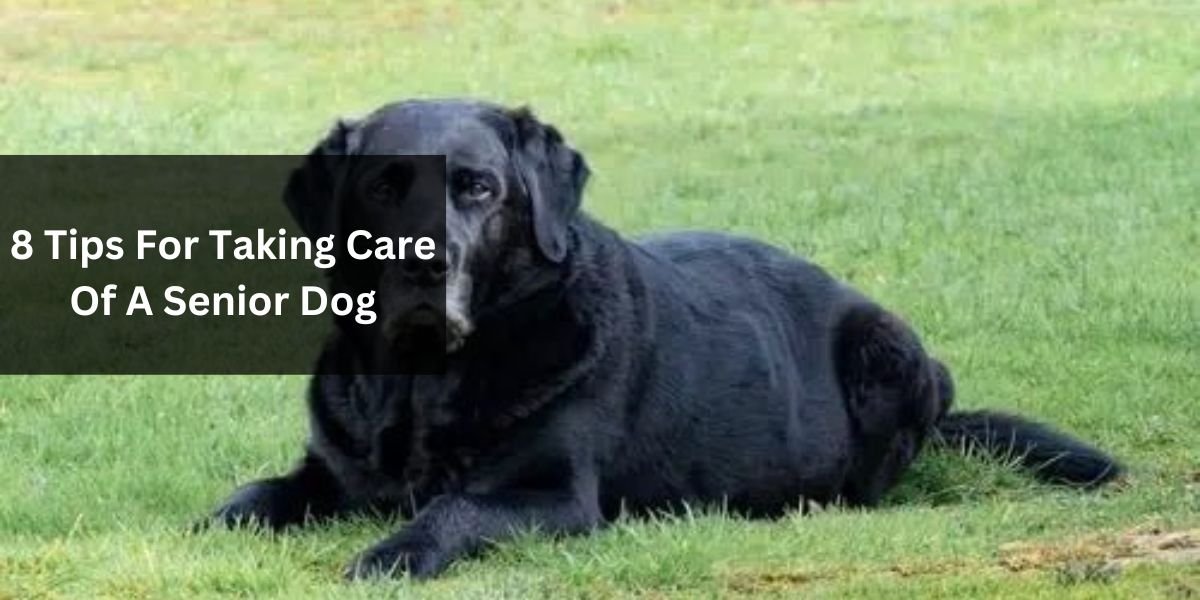 8 Tips For Taking Care Of A Senior Dog