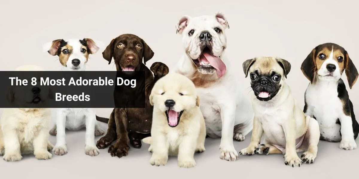 The 8 Most Adorable Dog Breeds