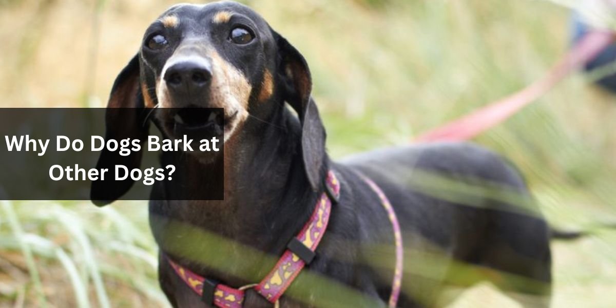 Why Do Dogs Bark at Other Dogs?