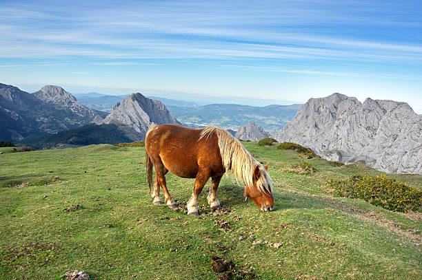 8 Best Spanish Horse Breeds - Buck5